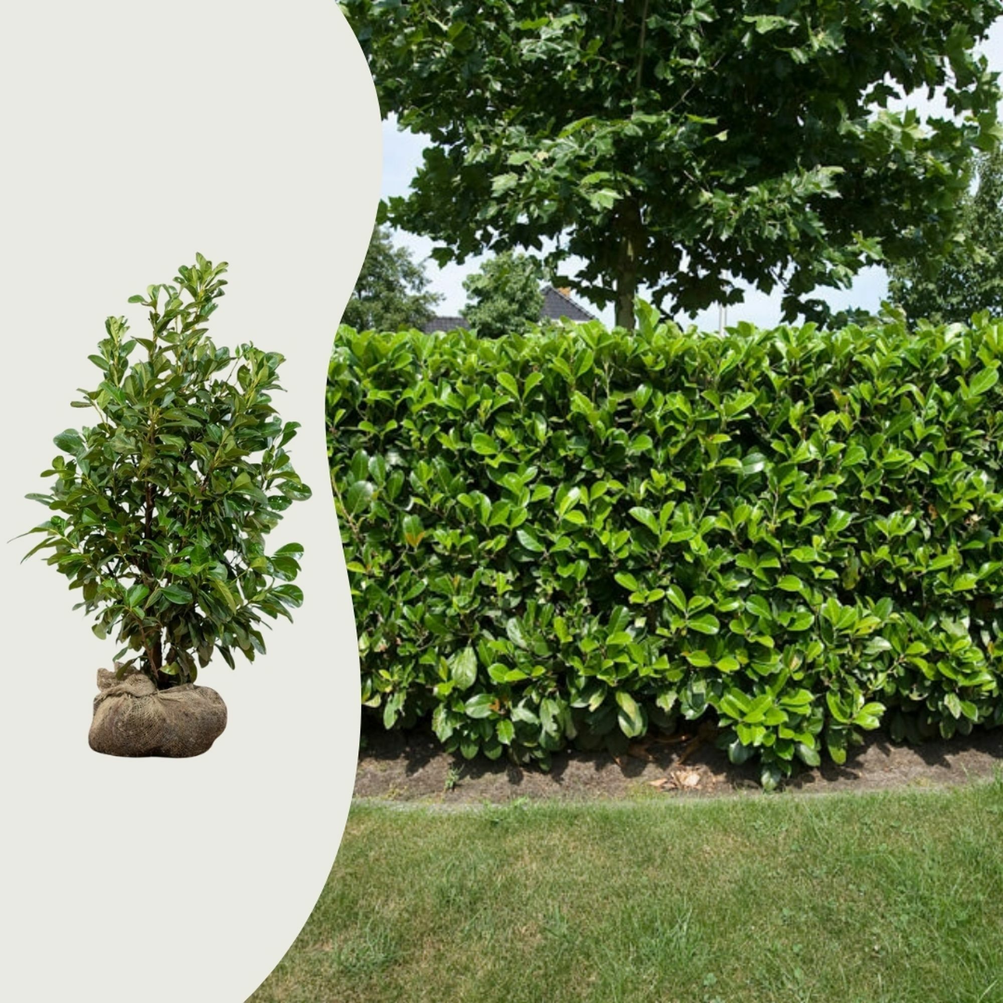 Die häufigsten Fragen zum Kirschlorbeer