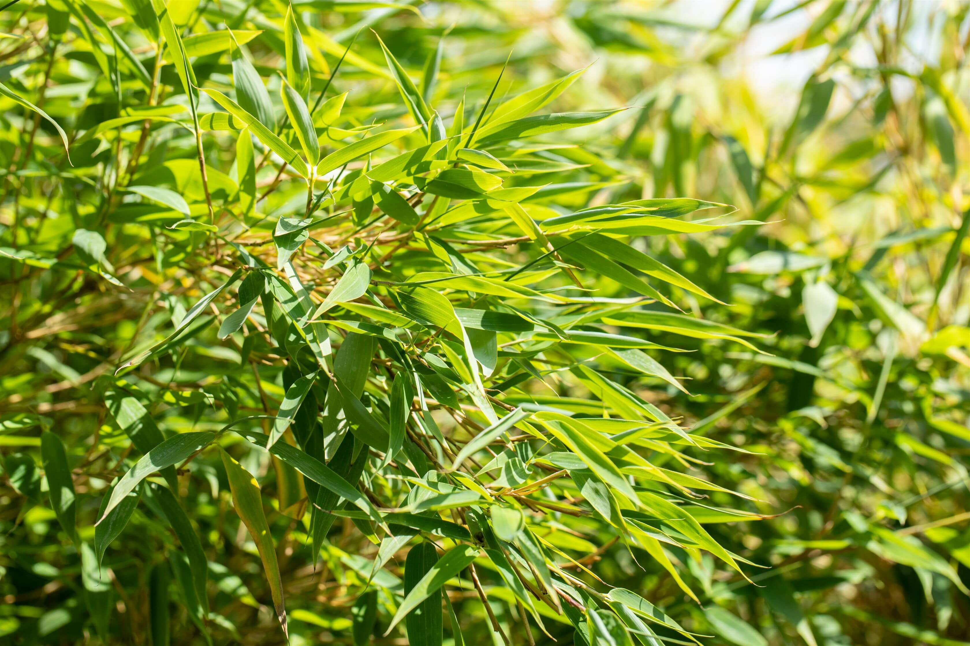 Welche Bambusart eignet sich als Hecke?