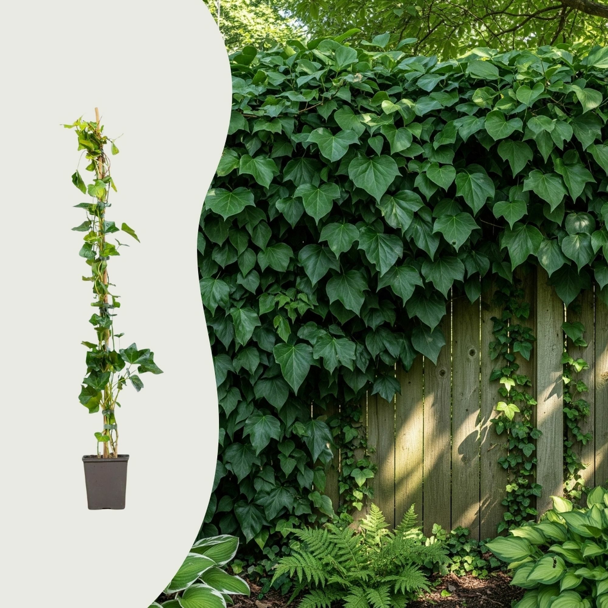 Die häufigsten Fragen über Efeu