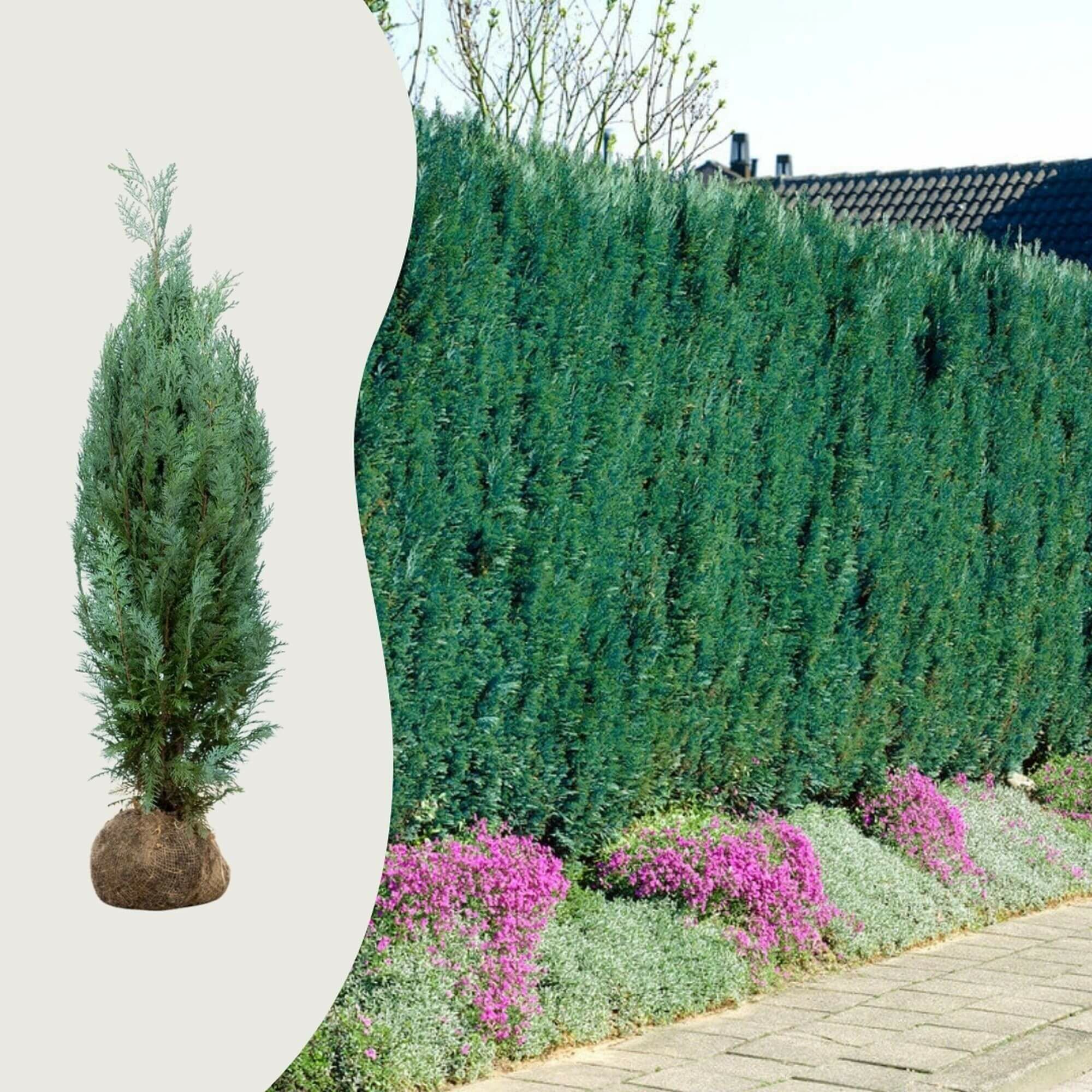 Die häufigsten Fragen über Zypressen