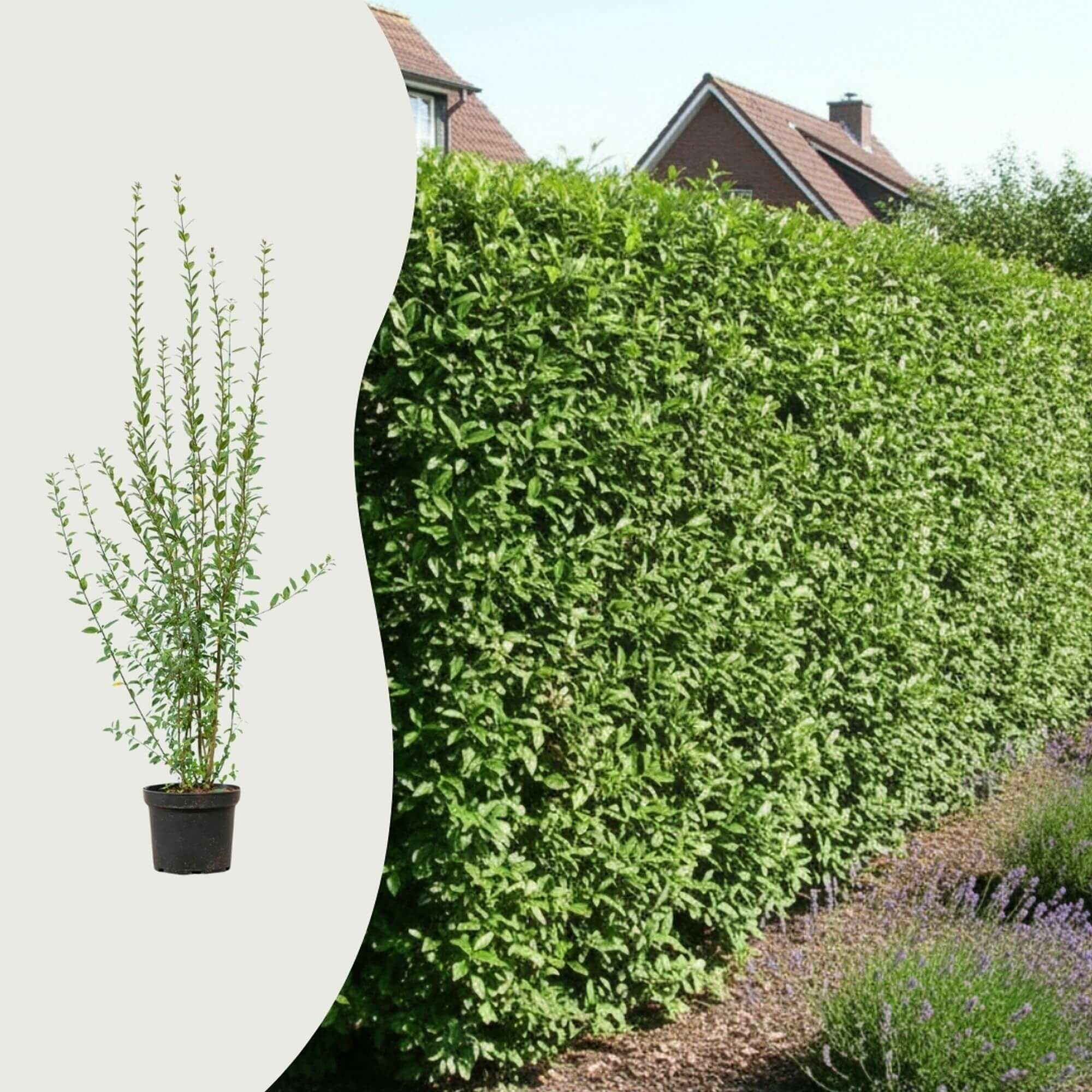 Die häufigsten Fragen über Liguster