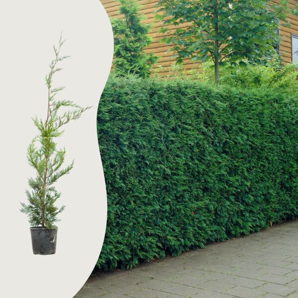 Zypresse leylandii