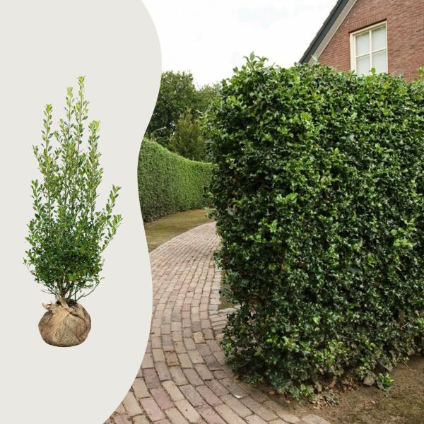 Ilex aquifolium ‘Alaska’