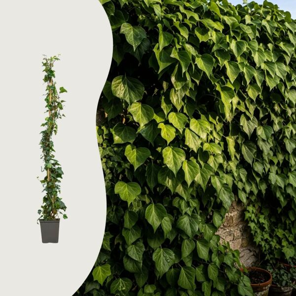 Hedera helix