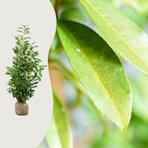 Kirschlorbeer 'Genolia'