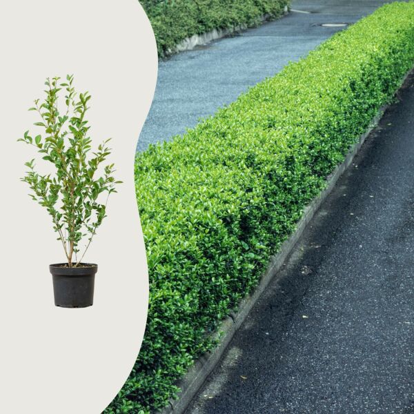 Ligustrum vulgare