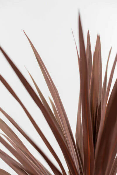 Cordyline Australis 'Red Star'