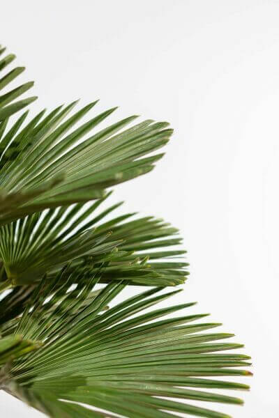 Wagners Hanfpalme