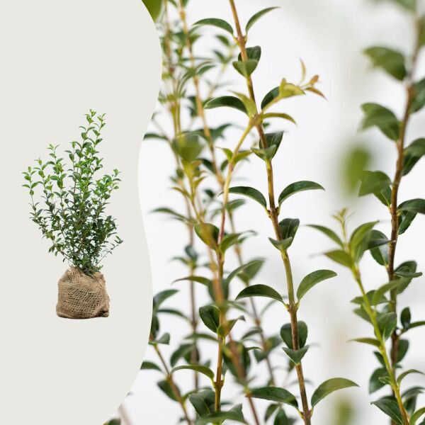 Osmanthus