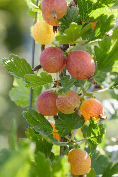 Obstpflanzen