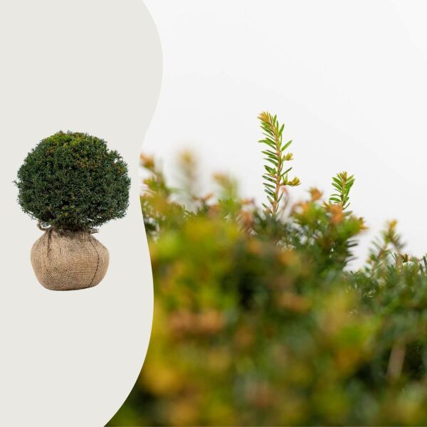 Taxus baccata kugelform