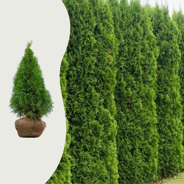 Thuja