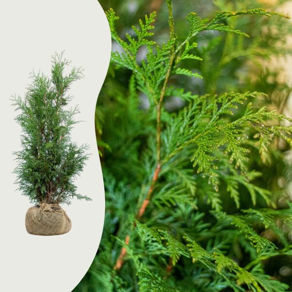 Thuja 'Martin'