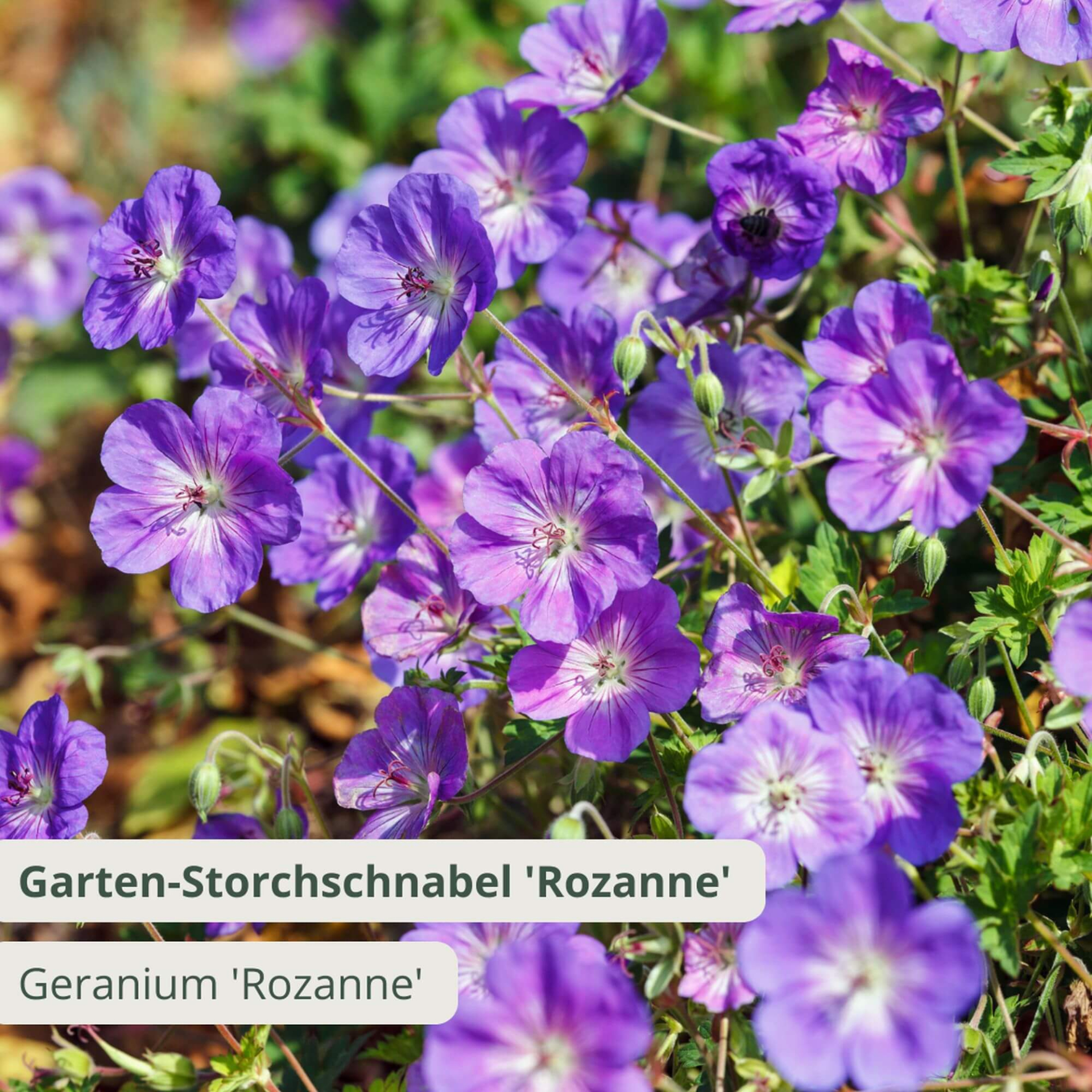Geranium