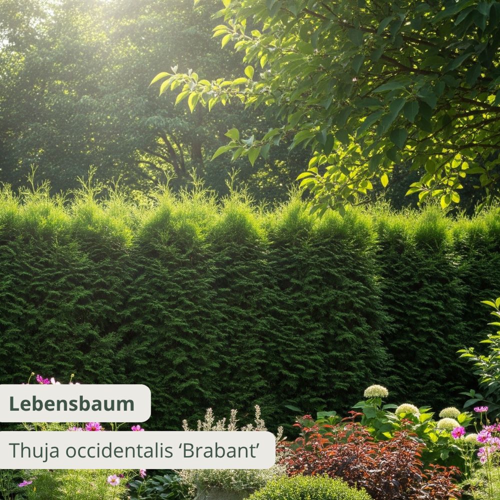 Thuja